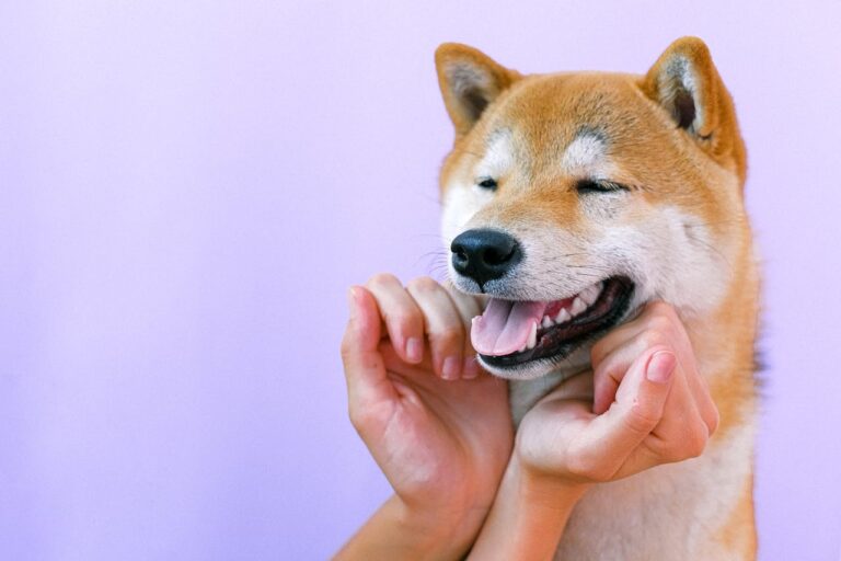 Bitwise Adjusts DOGE, APT ETF Structures to Support In-Kind Redemptions