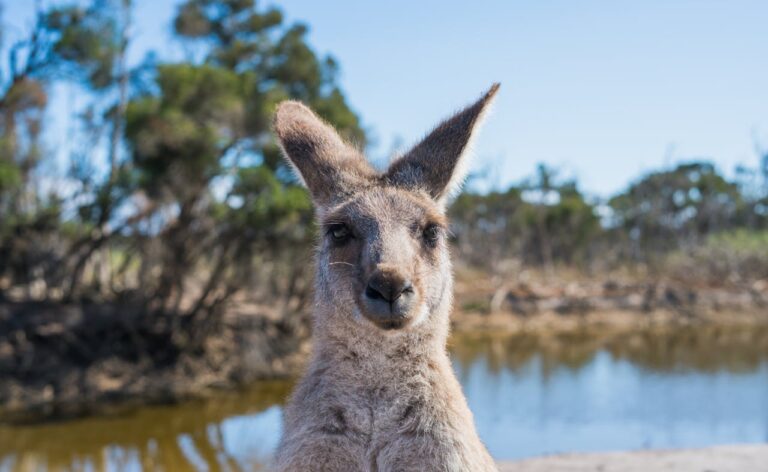 Australia Proceeds with CBDC, Stablecoin Pilots—But Full Rollout Remains Distant