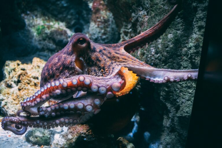 Kraken Touts Tokenized Equities as Crypto’s Next Frontier After $5B Trading Boom