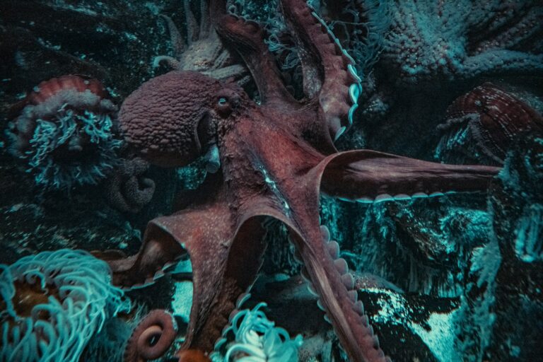 Kraken Broadens Reach, Offers Direct Trading of CME Oil and Gold Futures